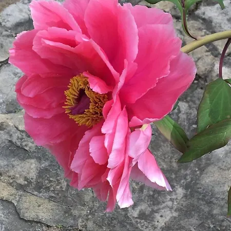 Bed & Breakfast De Julie Le Jardin Vaison-la-Romaine